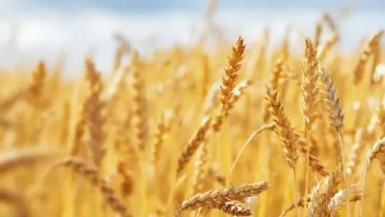 Trigo: por qué el frío favorece la campaña y cuál es la proyección para la cosecha