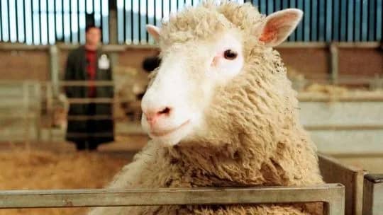 La clonación de la oveja Dolly: los secretos del experimento que rompió los paradigmas de la biología