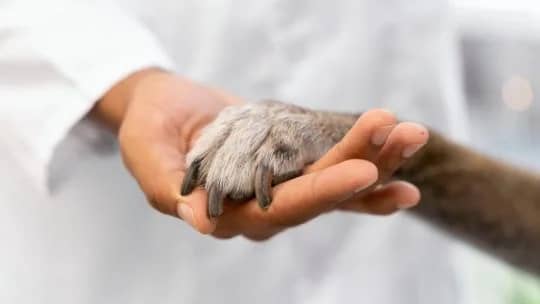 El día que Louis Pasteur venció a la rabia: la histórica vacunación que dio origen al Día Mundial de las Zoonosis
