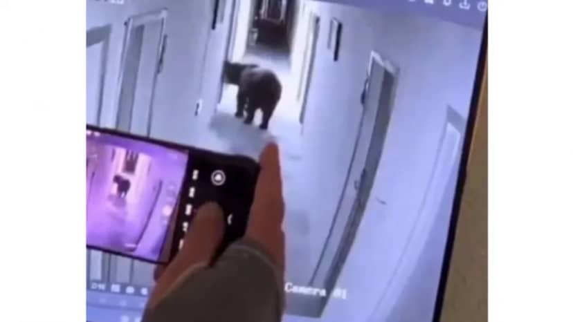 Video: oso educado toca la puerta de una habitación, pero pronto pierde la paciencia