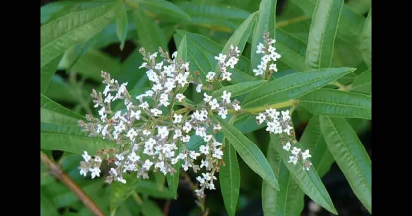 Cedrón: propiedades, para qué sirve el té y cómo cultivarlo