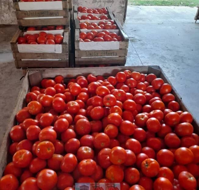 Acción conjunta: rescataron más de 1,6 millones de kilos de alimentos frescos