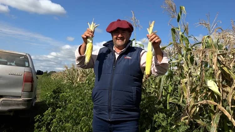 El secreto mejor guardado de Formosa: César Vallejo cuenta los detalles del maíz que no es híbrido y los productores no quieren que se sepa dónde crece