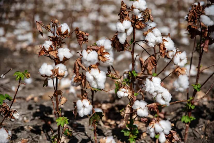 Cuenta regresiva para la textil de Vicentín: cómo es “la tercera vía” para evitar la quiebra