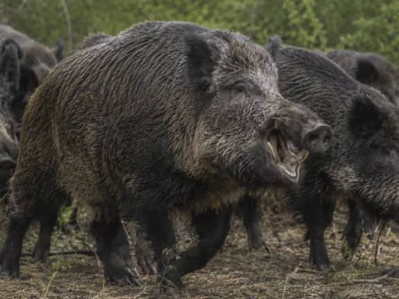 “No me los querría cruzar”: anticipan un crecimiento explosivo del jabalí, que ya provoca pérdidas por US$1600 millones por año
