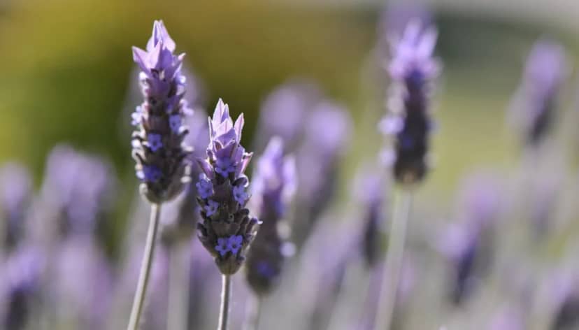 Lavanda: propiedades, cultivo y usos en Argentina
