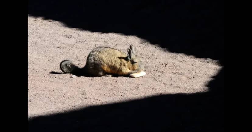 Vizcacha: la cuevera de la llanura pampeana