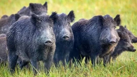 Carne de jabalí y de guanaco: Río Negro quiere habilitar la venta de "carnes salvajes"