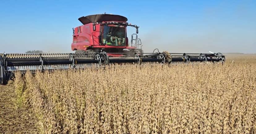 Pese a perder área, la soja aportará US$ 28726 a la economía argentina por impuestos y exportaciones
