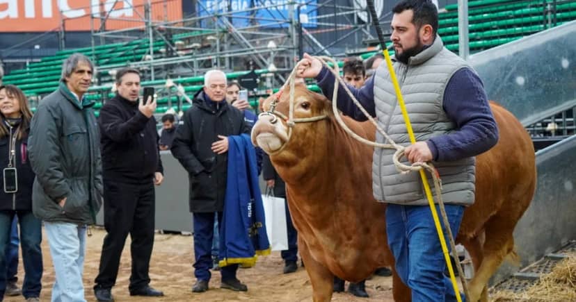 Una vida ligada a una raza francesa y a mostrar su genética en Palermo