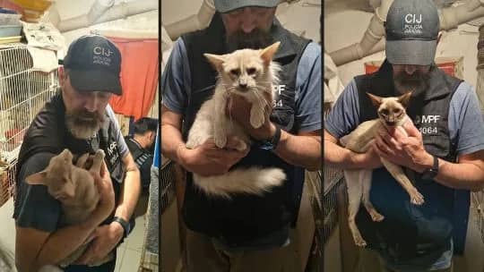 Rescataron a 23 gatos que estaban enjaulados en un criadero ilegal