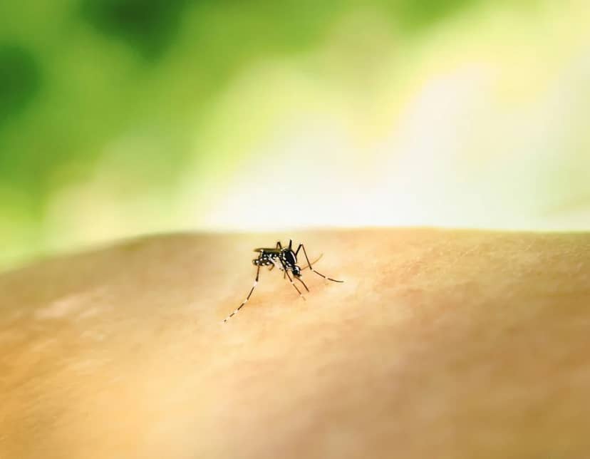Adiós al mito de la "sangre dulce": la ciencia ya sabe por qué los mosquitos te acribillan a ti y no al de al lado