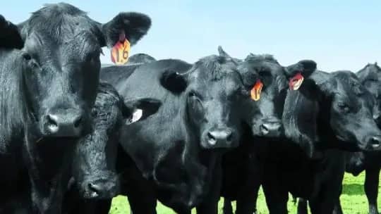 Expo Rural 2026: qué se espera de los anuncios del Gobierno para el campo