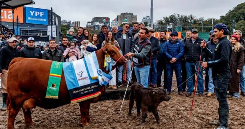 Una vaquillona que se había vendido el 50% en 136 millones de pesos se consagró Gran Campeón Hembra de la raza Brangus