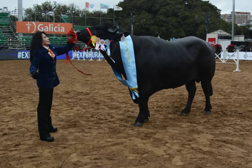Corrientes: los Búfalos fueron premiados en Palermo por su excelencia genética