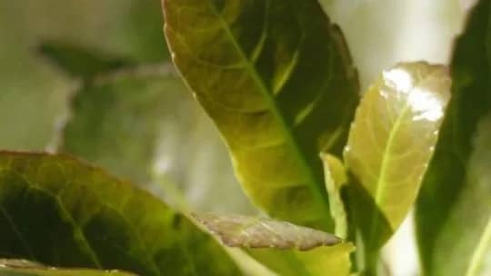 Impacto en Misiones: productores yerbateros le piden a Passalacqua una ley para evitar el colapso