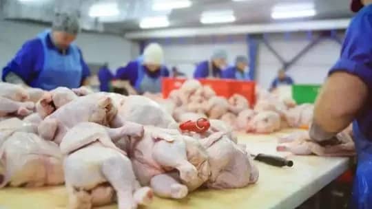 La Unión Europea reabrió su mercado para la carne aviar argentina