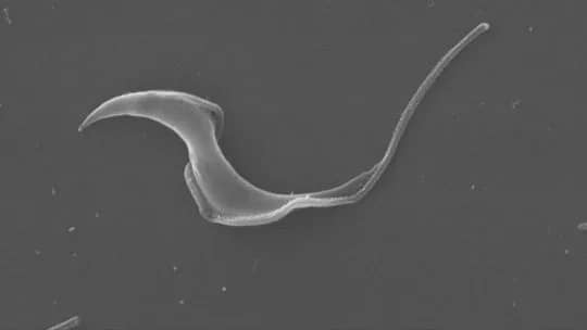 Científicos del CONICET crearon una herramienta bioinformática para descifrar el complejo genoma del Chagas