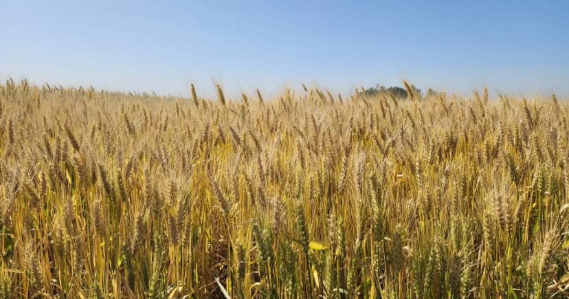 La guerra entre Rusia y Ucrania impulsa el precio internacional del trigo, que se mantiene en su nivel más alto de los últimos dos años