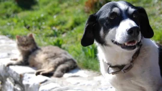 Córdoba: impulsan un proyecto para prohibir la compra y venta de perros y gatos