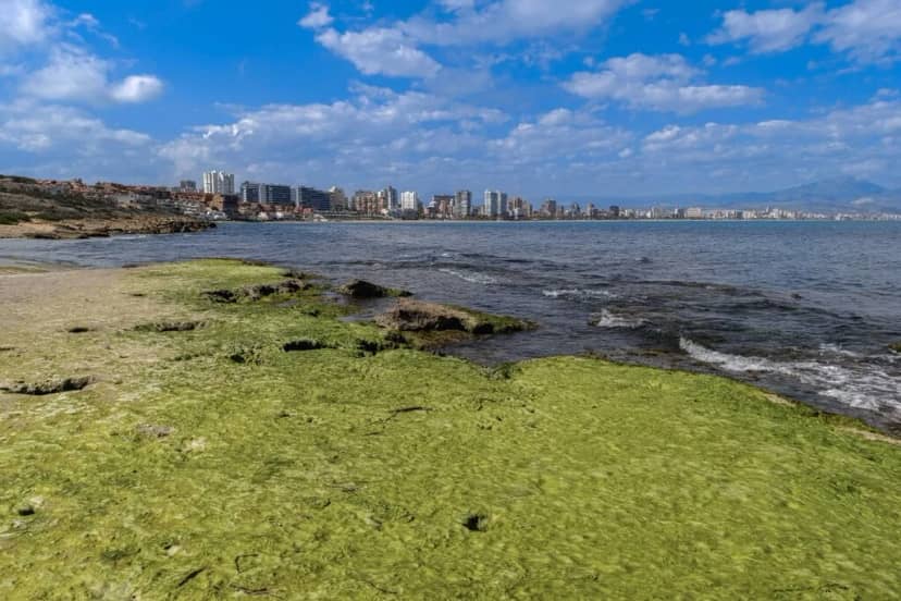 La mayor invasión biológica submarina de España es imparable: la ciencia asume que no podemos erradicar el alga asiática en Andalucía