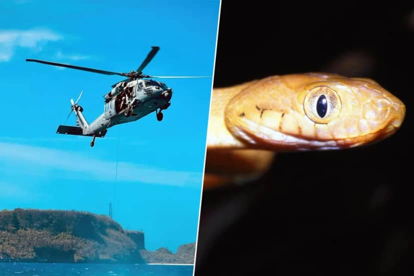 En 2013 EEUU lanzó 2.000 ratones cargados de paracetamol para aniquilar la criatura de una isla. Los resultados siguen sorprendiendo