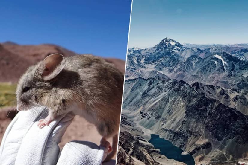 Acabamos de encontrar un mamífero en un lugar imposible: en Los Andes, a casi 7.000 metros de altura