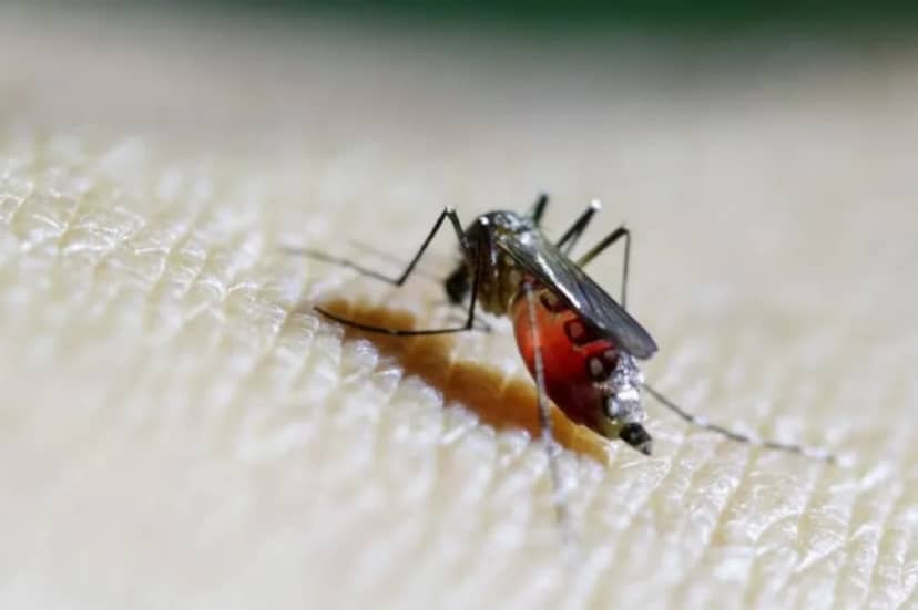 Reaparece en Michigan una rara enfermedad transmitida por mosquitos