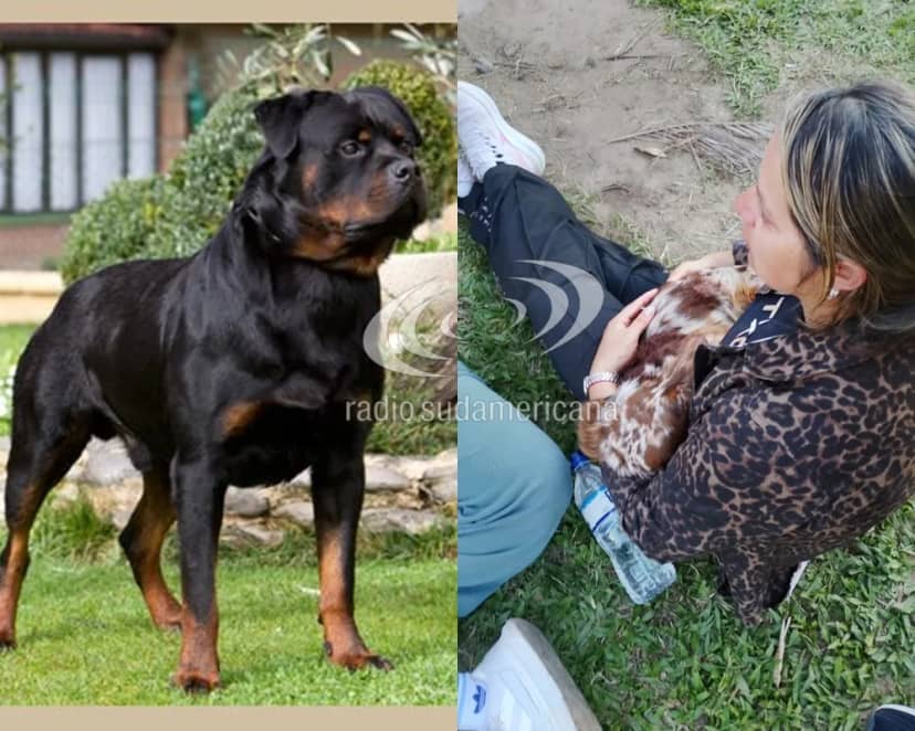 Rottweiler mató a un salchicha: Nunca hubo denuncias, el perro no estaba suelto