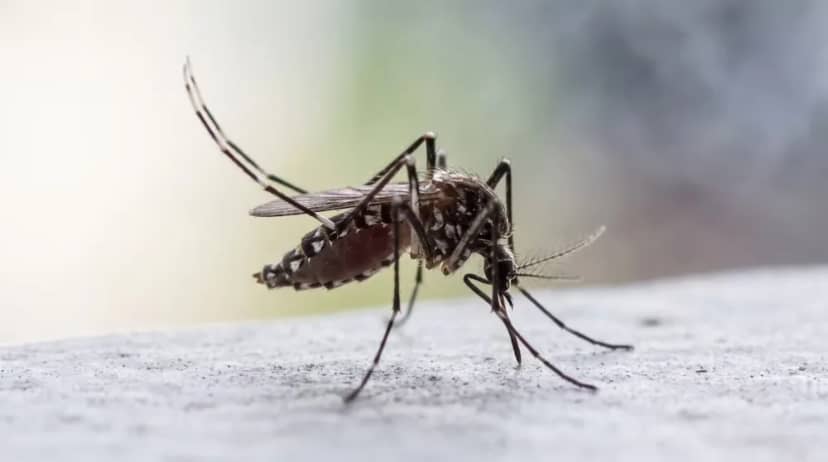 Piden reforzar la prevención en el norte argentino ante posible brote de dengue