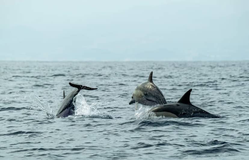 Hace 50 millones de años, las ballenas abandonaron la tierra firme. Ahora sabemos por qué la evolución les ha impedido volver