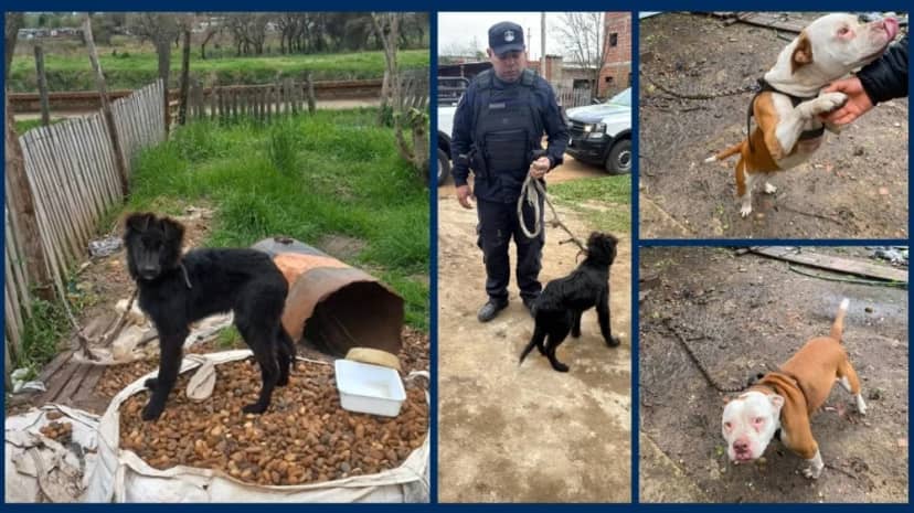 Rescataron a dos perros ante un presunto caso de maltrato animal
