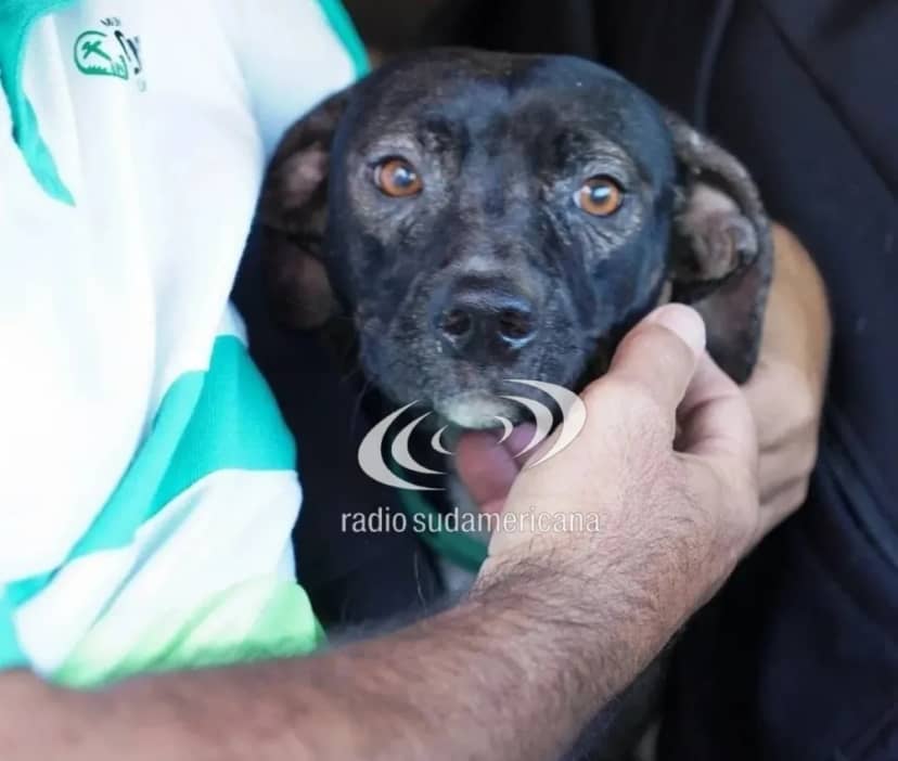 Caso Mohana: condenaron a 2 años de prisión a un hombre por zoofilia