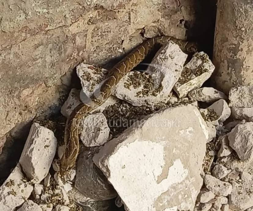 Corrientes: una serpiente apareció en la Jefatura de Policía