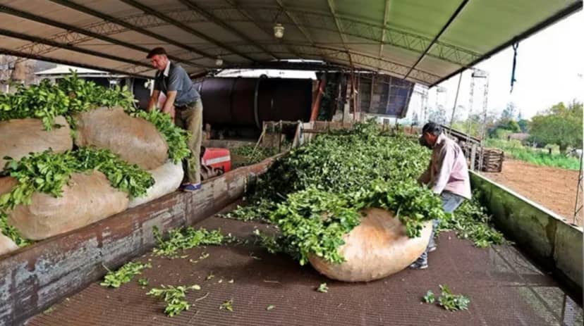 Yerbateros en crisis: Ocho mil productores pueden desaparecer