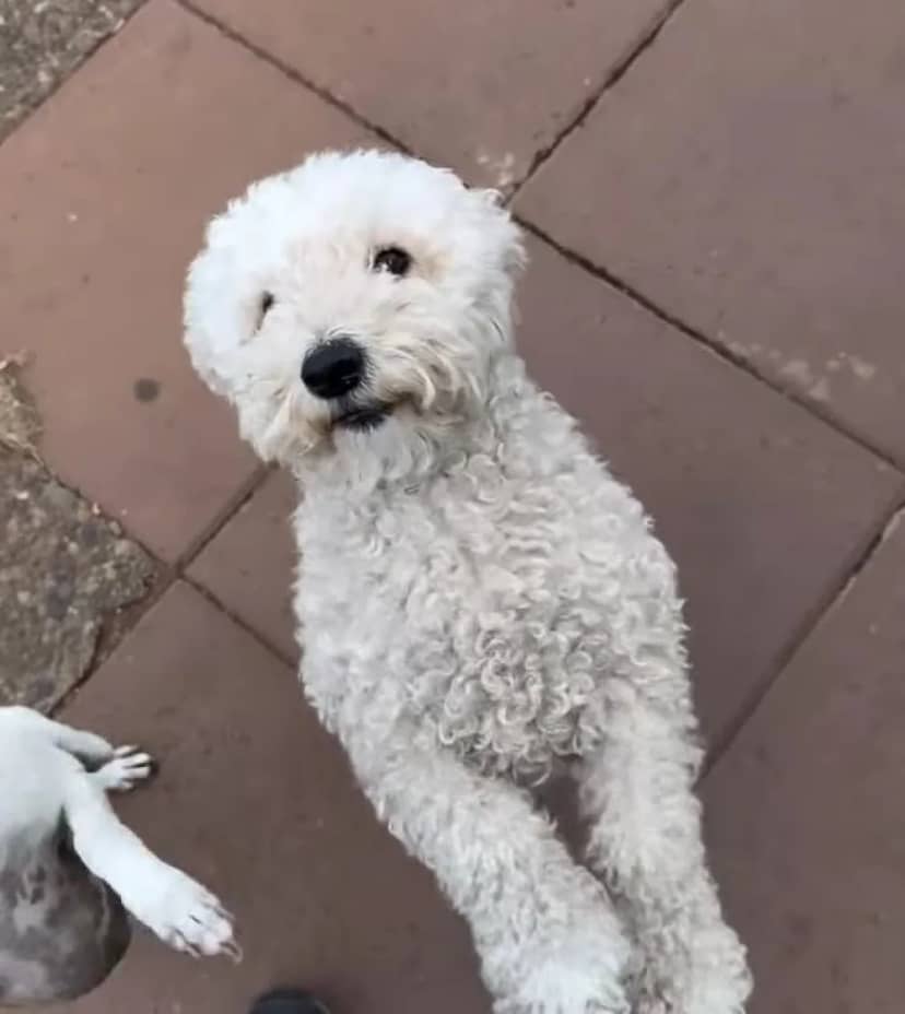 El ladrón más tierno: un perro se robó una bolsa de pan y se volvió viral