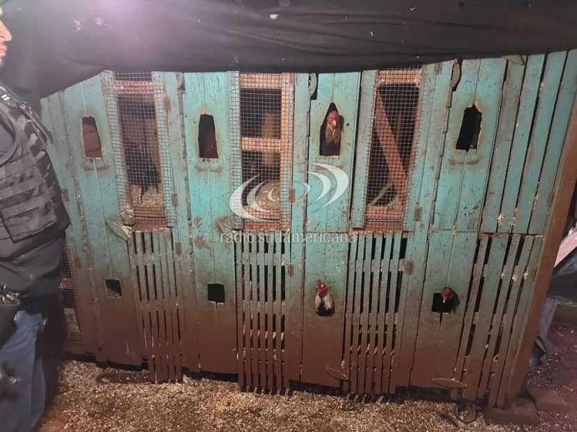 Virasoro: allanaron cuatro casas por peleas clandestinas de gallos
