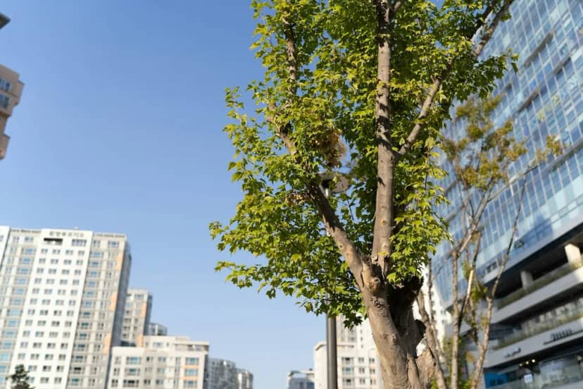 Los árboles y la vegetación tienen un "interruptor" para hacer frente al calor. No siempre fue así