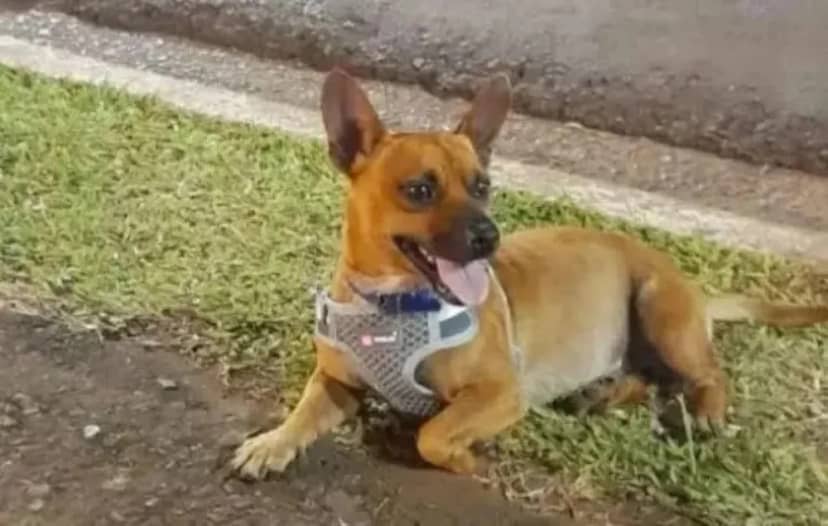 Condenaron a un médico de 71 años por balear a un perro en Santo Tomé