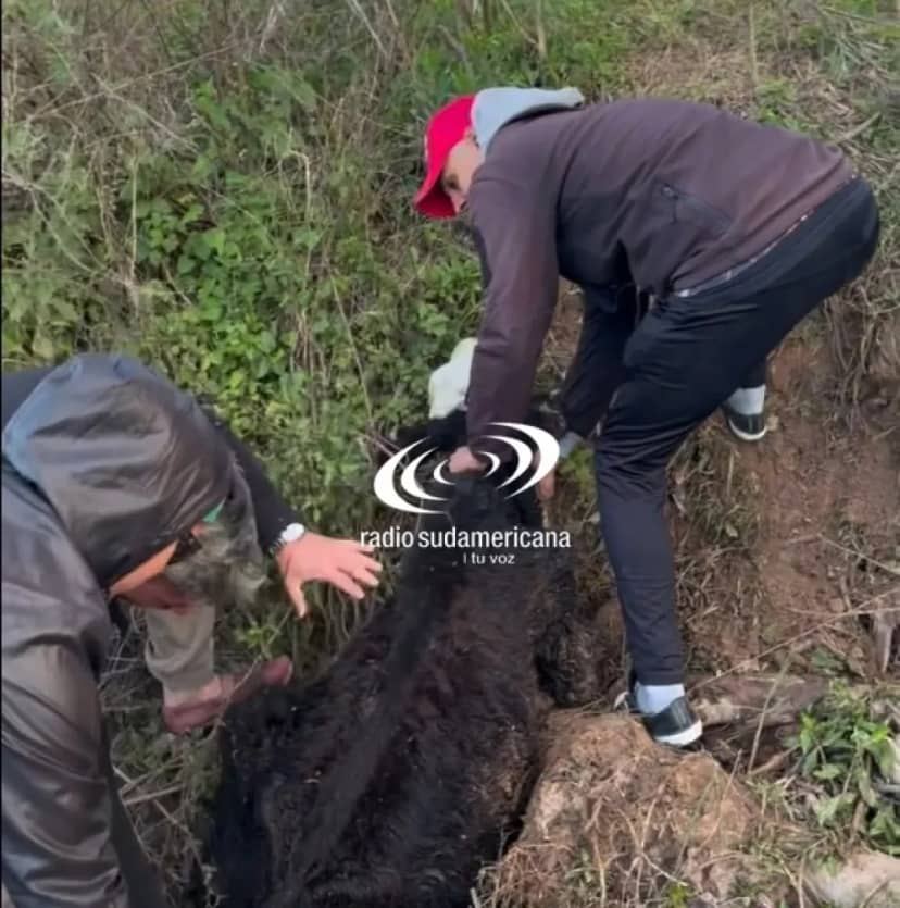 Un grupo de amigos salió a pescar y terminó rescatando a una vaca