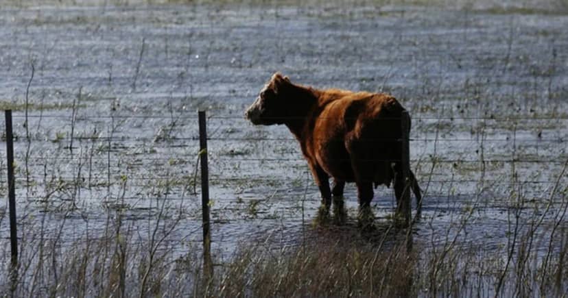 "El área con excesos es mayor": el campo espera al “súper Niño” con reservas de agua en los suelos por encima de lo normal