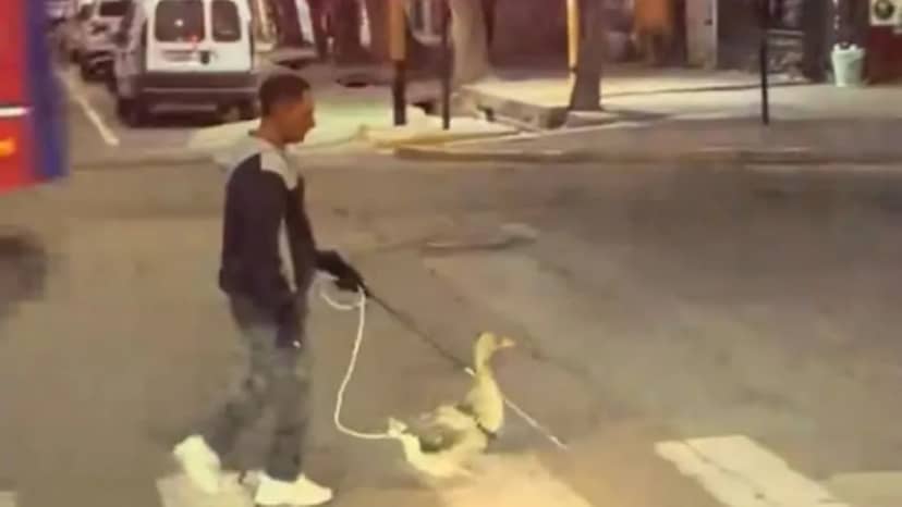 Video: el pato guía que se volvió viral por ayudar a una persona ciega
