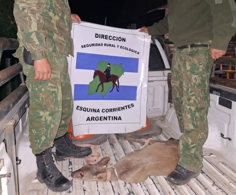 Un viracho apareció en una casa y fue devuelto a su hábitat