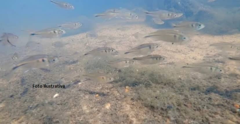 Al dorado y al sábalo, ahora se le suma el cardumen de mojarras