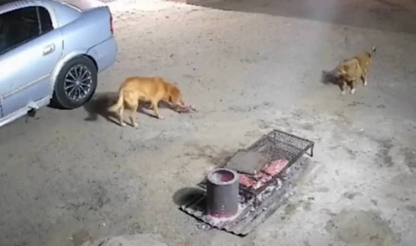VIDEO: Inesperados visitantes terminan robándose toda la carne de un asado