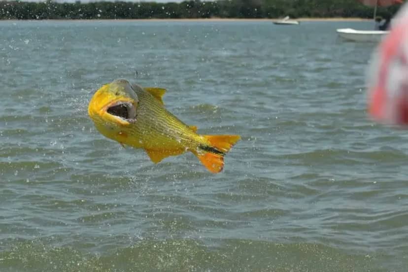 Cardúmenes de dorados y surubíes avanzan hacia Paso de la Patria