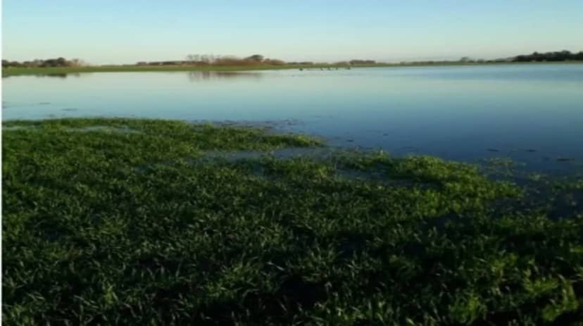 El Niño en el NEA: advierten sobre riesgos productivos y operativos para los cultivos