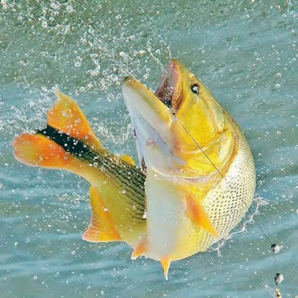 La Fiesta Nacional del Dorado ya comenzó a vivirse en todo el país