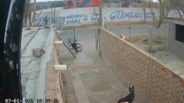 La insólita reacción de un perro policía ante un ladrón que entró a robar una bicicleta