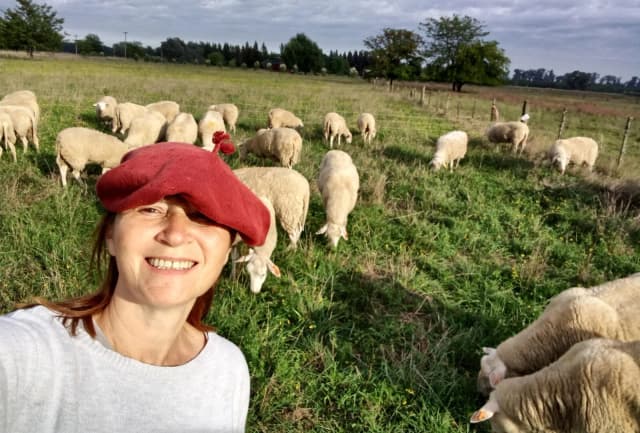 Para darle más importancia dentro del Código Alimentario, investigadores impulsan un proyecto para caracterizar a la leche de oveja: “No tiene parámetros propios”, dicen